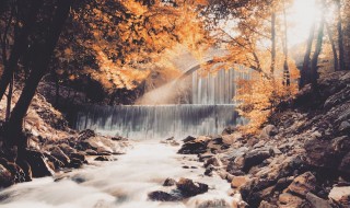 Foap Magical Forests